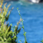 Zwischen Luxus und Natur: Herbert Faschings Erlebnisse am Starnberger See